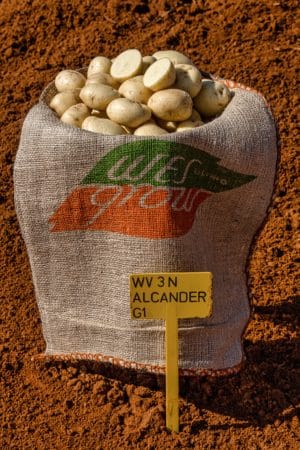 Wesgrow Varieties - Alcander-1